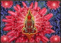 Ratna Sambhava emanates from a Waratah Ginger