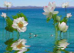 Surfing under the lotus flowers
