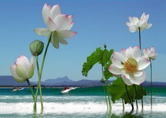 The surf and the lotuses are up.